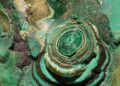 Échantillon de malachite, minerai de cuivre de couleur verte